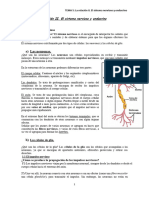 Tema 5 - La Relación II. El Sistema Nervioso y Endocrino