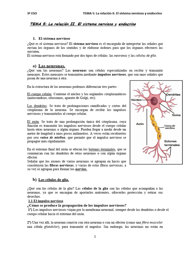 Tema 5 - La Relación II. El Sistema Nervioso y Endocrino | PDF ...