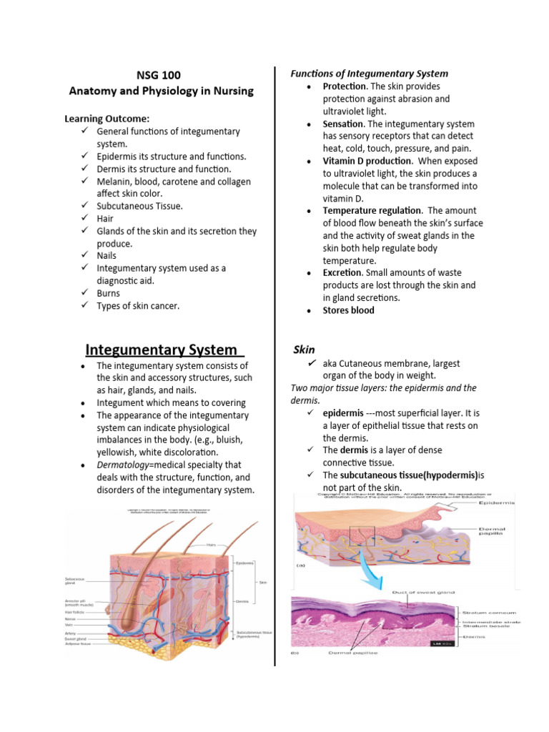 Functions of the Integumentary System | PDF | Integumentary System | Skin