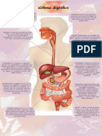 Sistema Digestivo