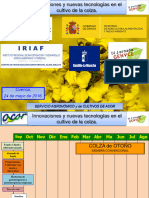 Colza A Cuenca 2016 Estrategies Cultiu