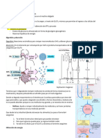 Metabolismo de CHO