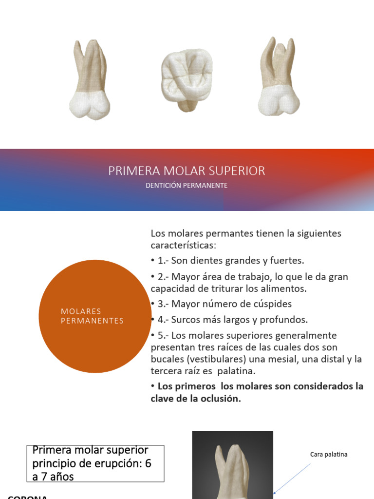 Anatomía del Primer Molar Superior | PDF | Anatomia dental