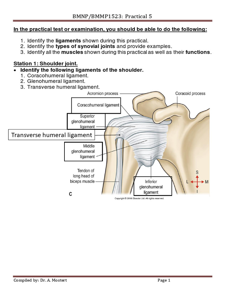 Anatomy Practical: Joints & Muscles Guide | PDF | Anatomical Terms Of ...
