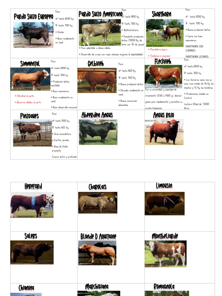 Razas de Toros y Vacas en México | PDF | Animales domesticados | Razas ...
