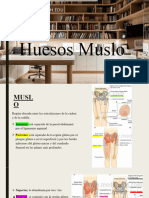 Muslo, Huesos (583-589)