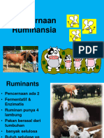 PencernaanMetabKH, PR, LK Pada Ruminansia