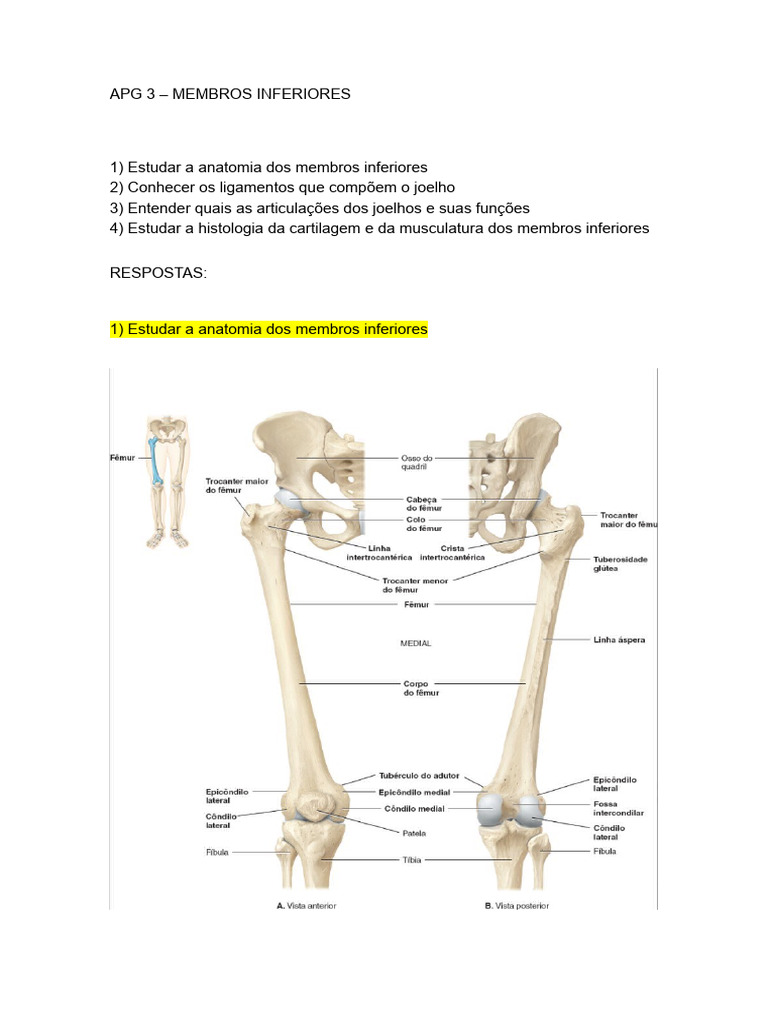 Anatomia dos Membros Inferiores | PDF | Bem-estar