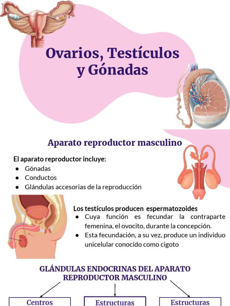 Fisiologia de Ovarios, Testiculos y Gonadas | PDF | Hormona ...
