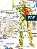 Human Circulation