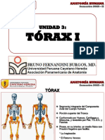 Upch Facien 2023 - II Ah Tórax I (Dr. Bruno Fernandini B.)