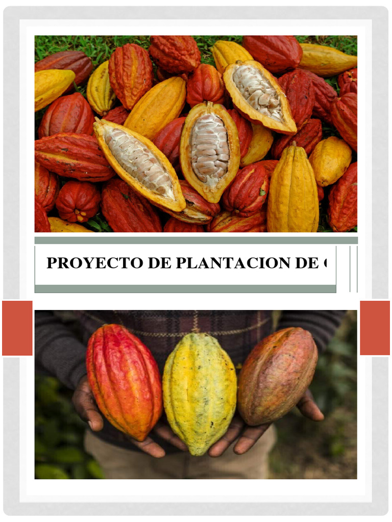 Proyecto De Plantacion De Cacao Pdf Agricultura Hoja