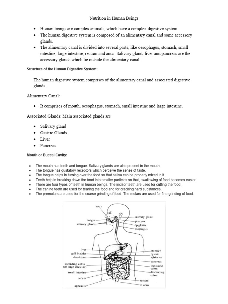 Human Nutrition and Digestive System | PDF | Human Digestive System ...