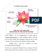History of Lotus Trees and Flower