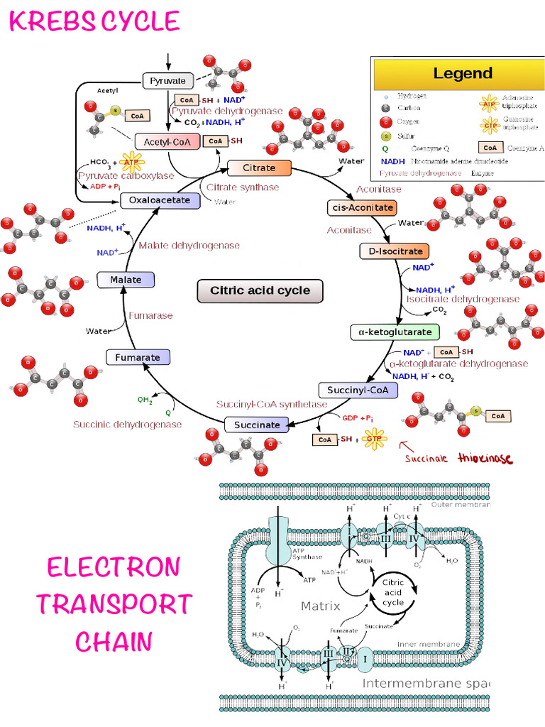 Krebs Cycle - e - Transport Chain | PDF