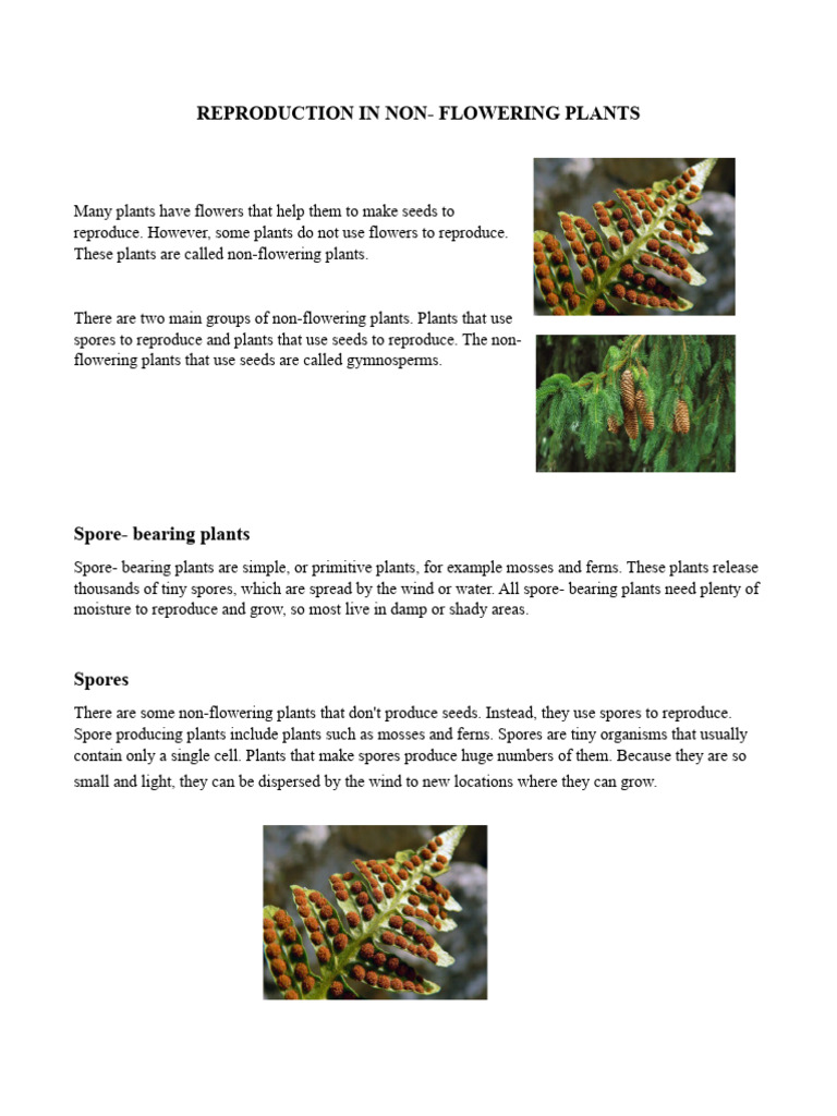 indoor plant fertilizer Premium Liquid Spider Plant Fertilizer - 3-1-2 Concentrate for Indoor Plants and Flowers by Gardenera | Organic Plant Food for Spider Plants main image 0
