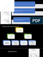 1.3 Anatomía Del Tejido Oseo y Ligamentos