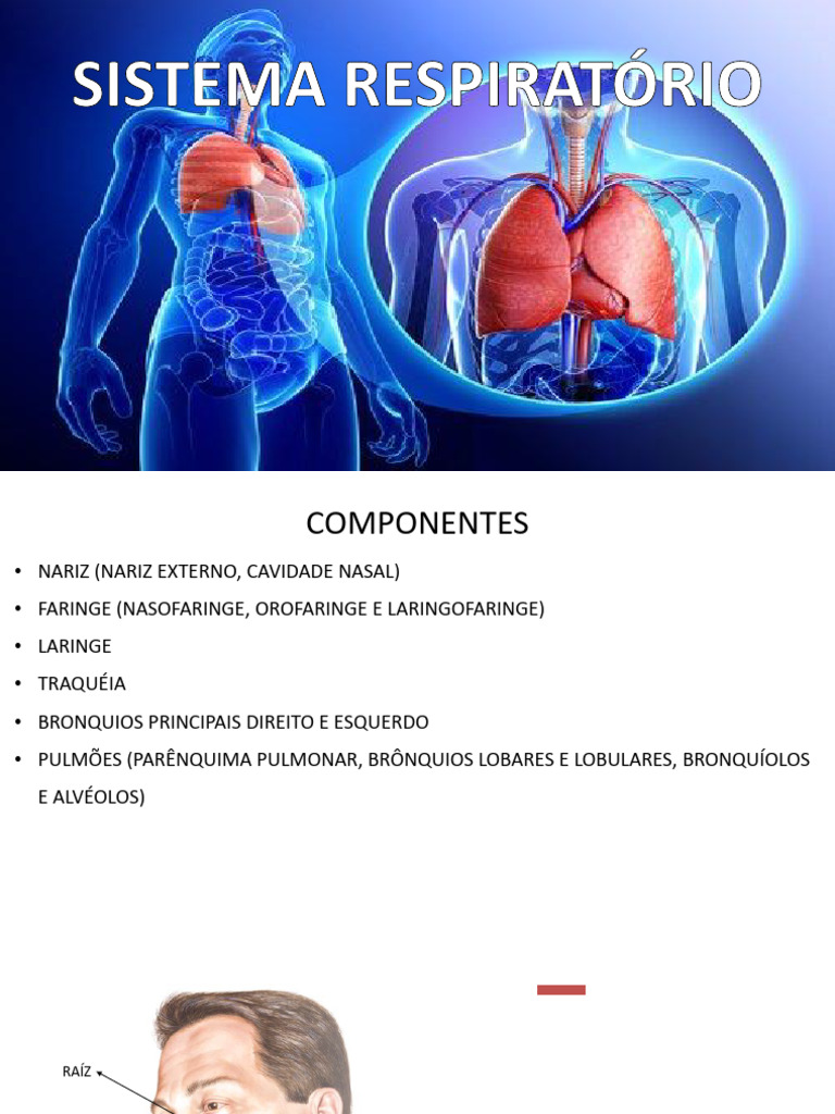 Aula 4 Sistema Respiratório Pdf Laringe Sistema Respiratório