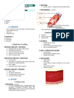 Cardiovascular or Circulatory System