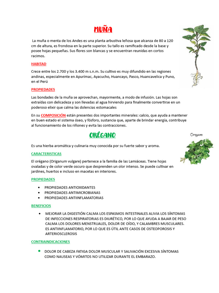 MUÑA | PDF | Orégano