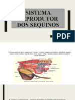 Sistema Reprodutor Da Égua