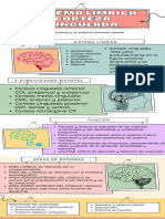 INFOGRAFIA SISTEMA LIMBICO Corteza Cingulada