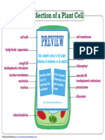 Plant Cell