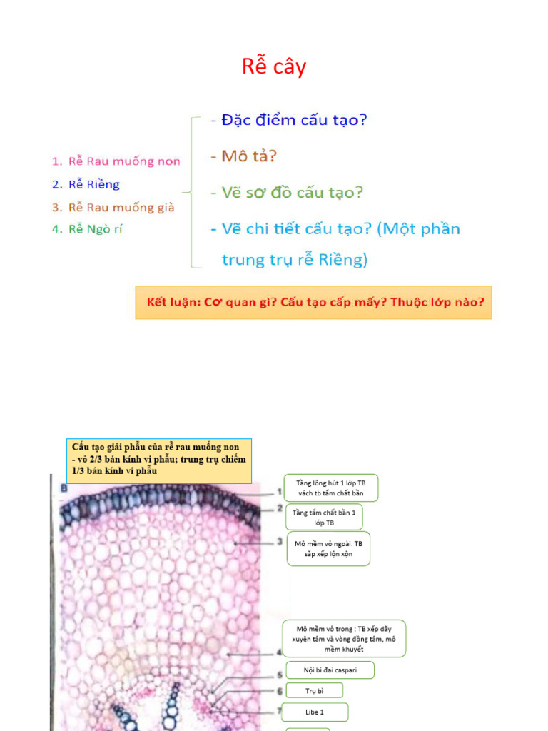 rễ thân lá giải phẫu | PDF