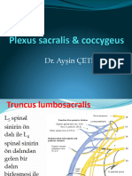 Plexus Sacralis & Coccygeus: Dr. Ayşin Çetiner Kale