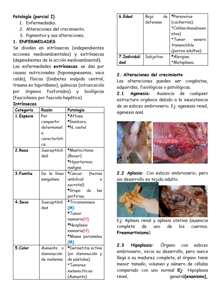 Patología Veterinaria Pdf Atrofia Medicina Clinica