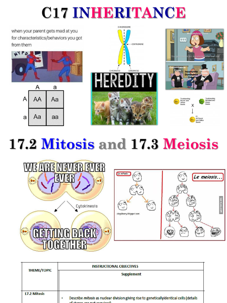 Mitosis and Meiosis: Cell Division Explained | PDF | Meiosis ...