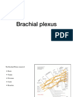 Achial Plexus