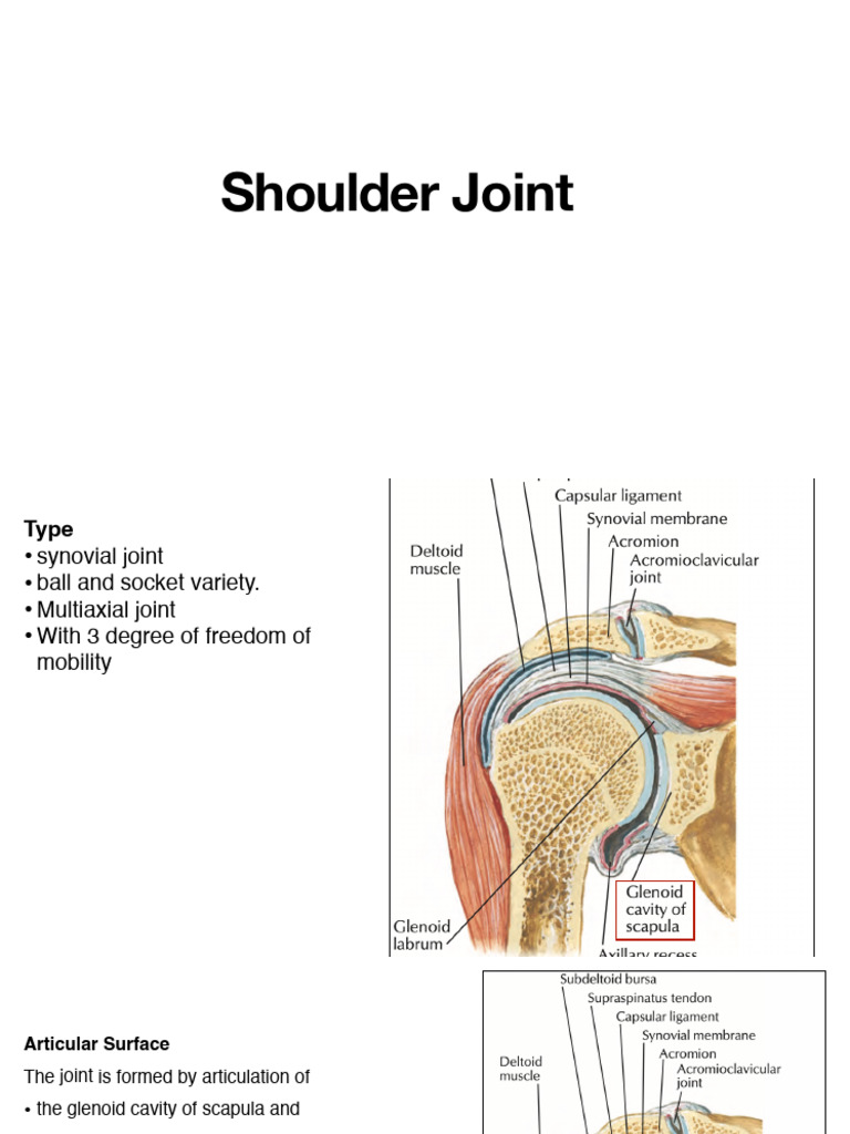 SHOULDER JOINT WHAT IT IS ANATOMY HOW IT WORKS visual data 2