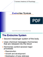 Endocrine System Major