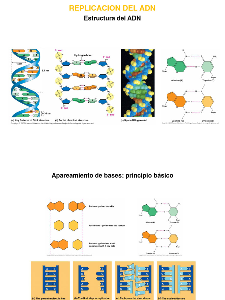 Estructura y Replicación del ADN | PDF