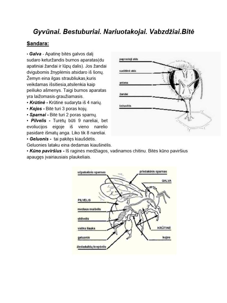 Bitė | PDF