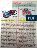 Cuadro Comparativo La Célula Eucariota y Procariota