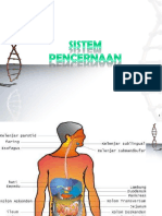 Sistem Pencernaan