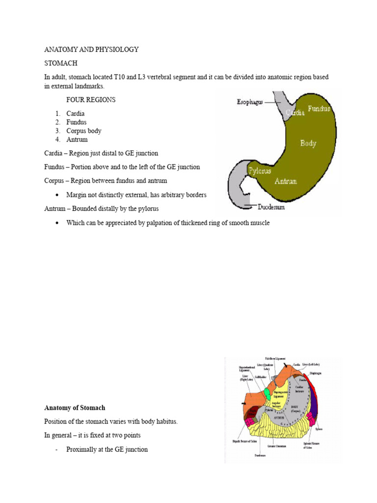 GCP - Anatomy and Physiology | PDF | Stomach | Vagus Nerve
