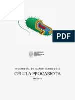 Celula Procariota