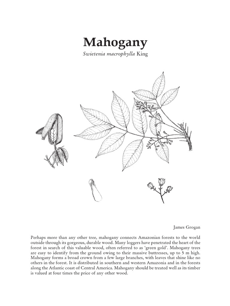 Big leaf mahogany swietenia macrophylla in the brazilian amazon book