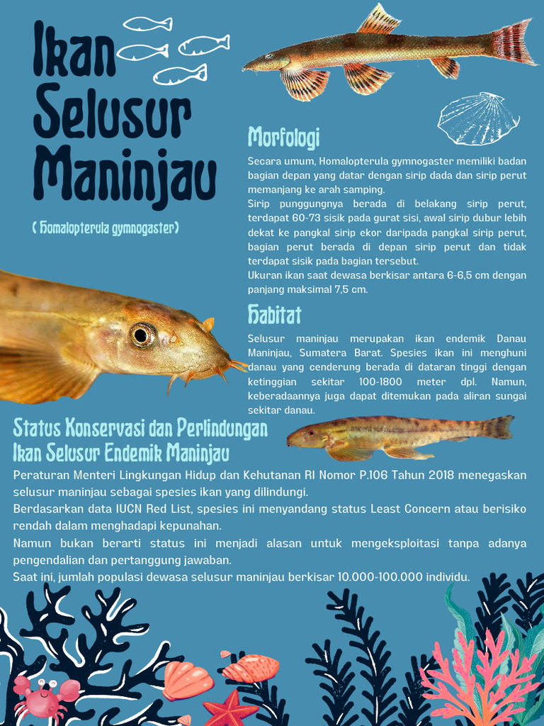 Ikan Selusur Maninjau: Morfologi & Konservasi | PDF | Kesehatan ...