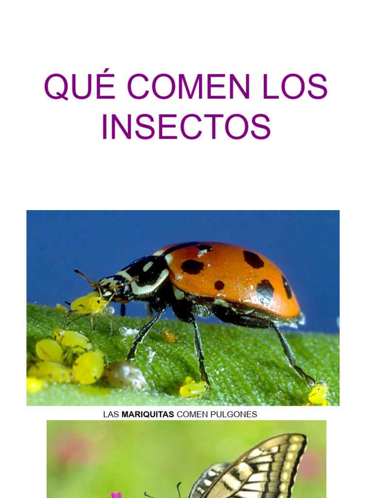 Proyecto Que Comen Los Insectos Infantil | PDF | Hogar, jardinería y