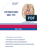 2022.10.31 LEC09 Giải Phẫu Mạch Máu Não-Tủy