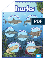 T SC 2550837 ks2 Shark Information Posters 1 - Ver - 1