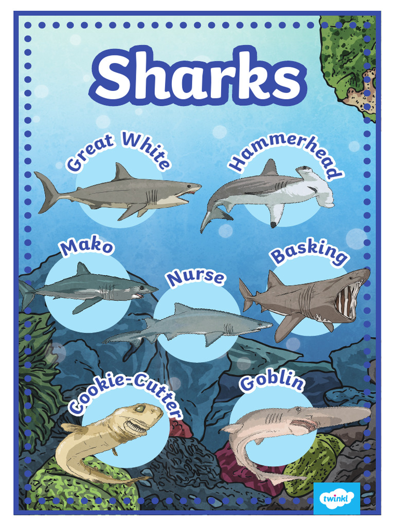 Fun Facts About Sharks for Kids | PDF | Sharks | Vertebrates