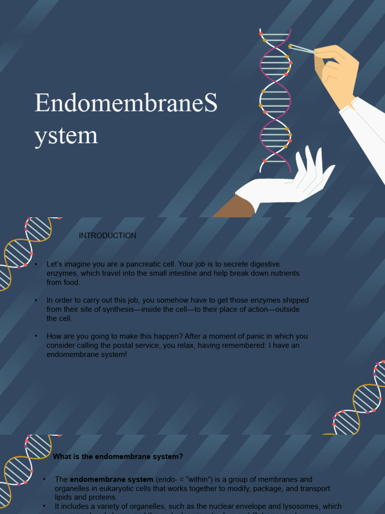 Understanding the Endoplasmic Reticulum | PDF