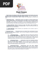 Plant Tissues Class 9th