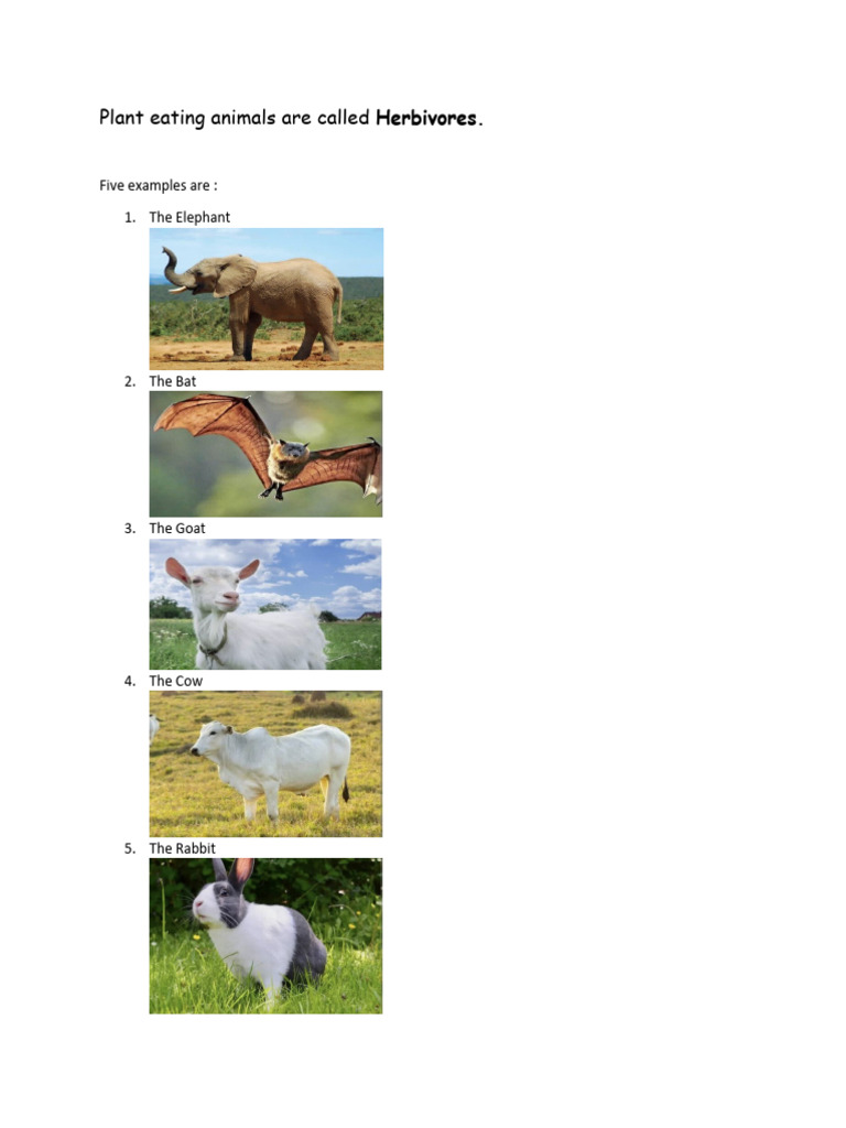 Plant Eating Animals Are Called Herbivores PDF