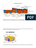 Cell Membrane Structure and Function